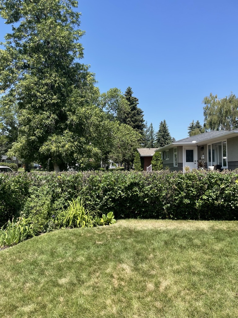 Beautiful yard with hedge and garden